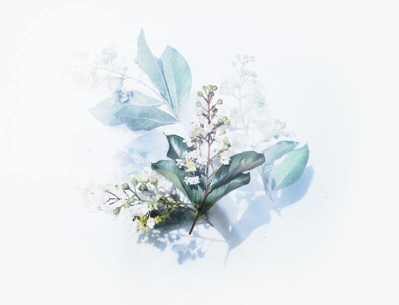花朵精选，文艺范简约高清JPG图片，清新设计素材免费下载