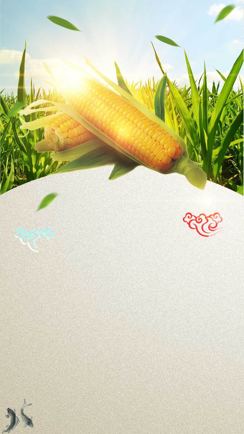 玉米农业农产品蔬菜，唯美H5背景素材，高清JPG/PSD格式，文艺清新风格，免费下载