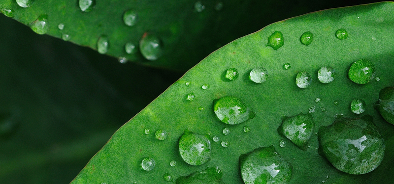 雨滴绿景高清JPG，文艺清新设计素材免费下载