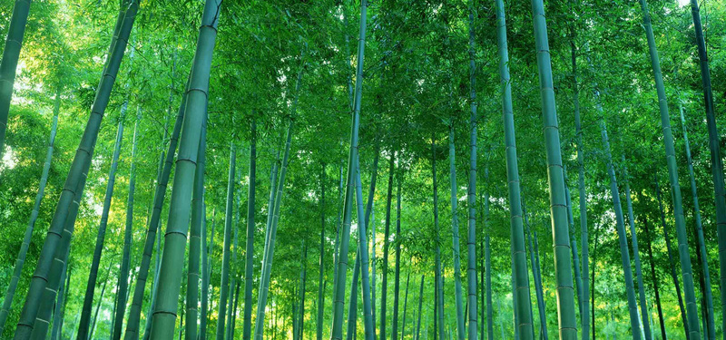 清新文艺绿色竹林背景，高清JPG/PSD设计素材免费下载