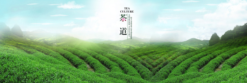 茶园风光海报背景图，高清JPG+文艺清新PSD设计素材下载