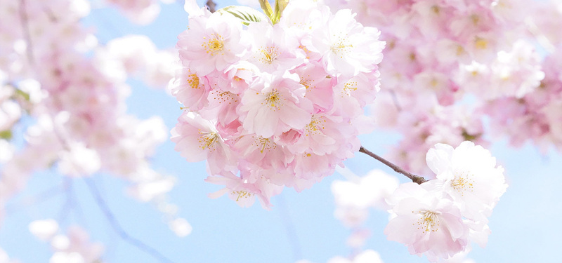 日本樱花树盛景，高清JPG图片，文艺清新设计素材下载