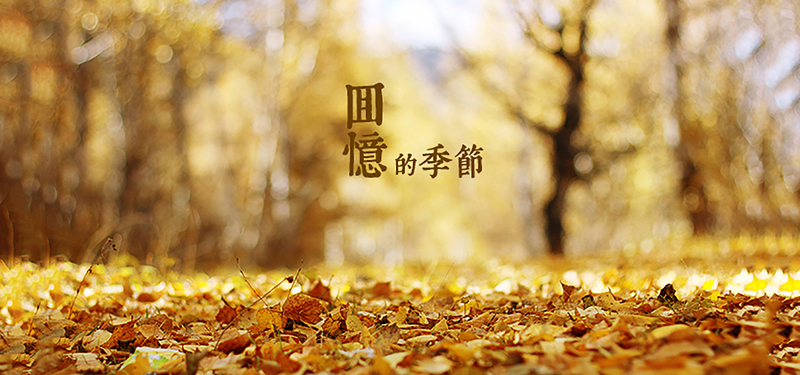 树叶纷飞季，高清JPG文艺清新图片素材，免费下载