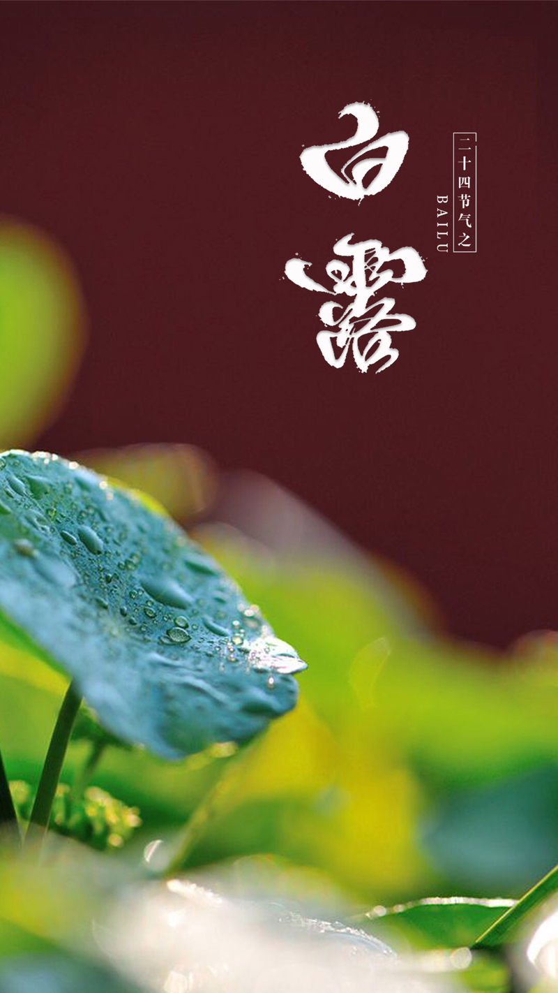 白露自然简约意境手机背景图，高清JPG/PSD文艺清新素材下载