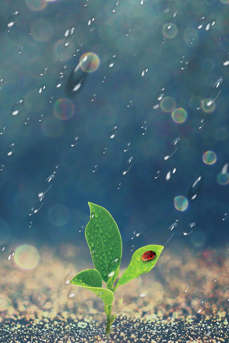 雨水节气高清美图，文艺清新JPG/PSD素材免费下载
