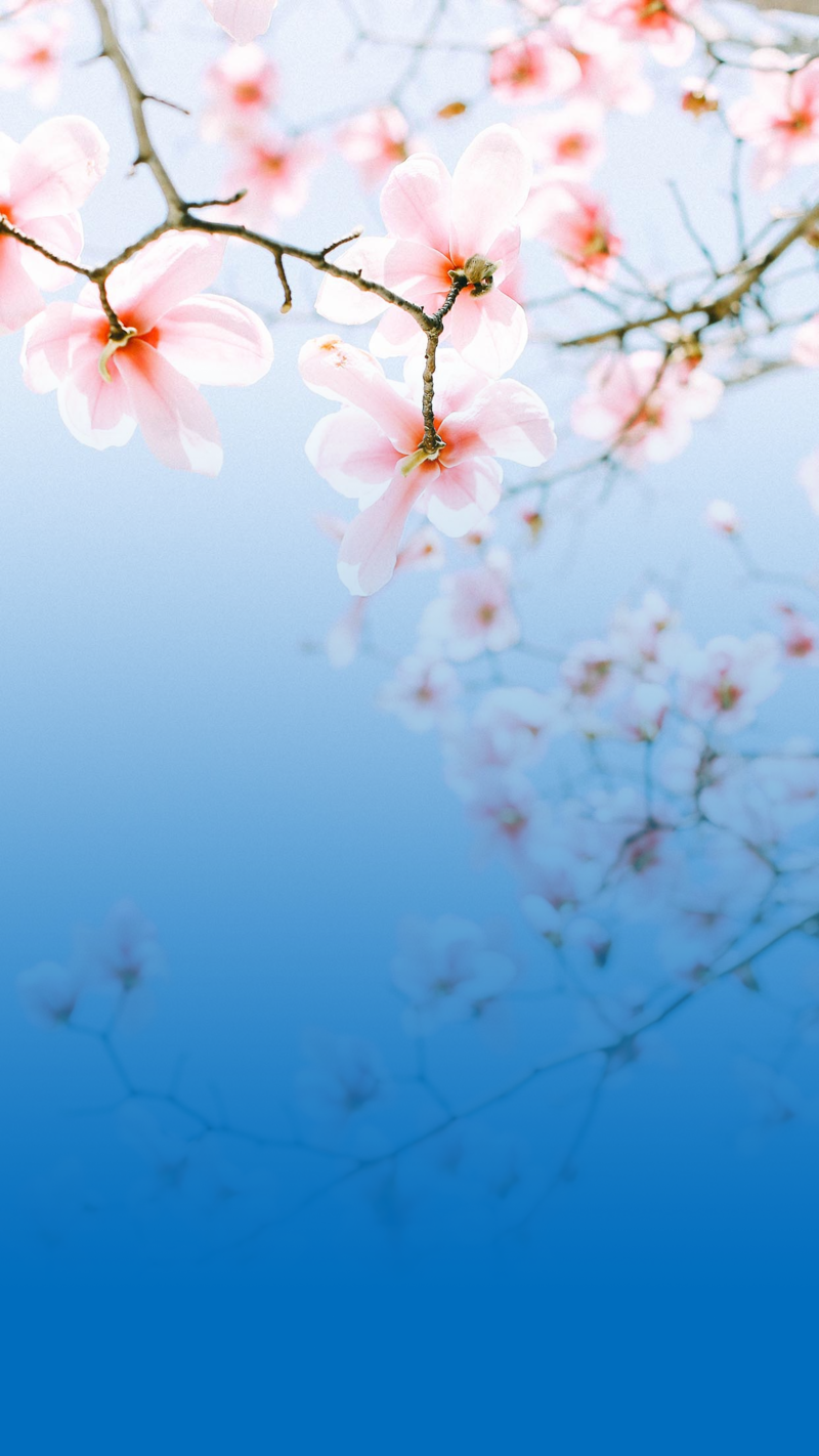 蓝色背景点缀粉色花卉，高清JPG文艺清新设计素材免费下载