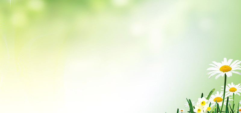 夏日雏菊小清新唯美banner，高清JPG与文艺清新PSD格式设计素材下载