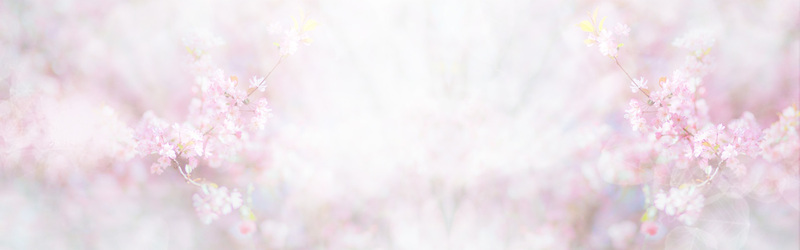 粉色樱花背景Banner，高清JPG与文艺清新PSD设计素材下载