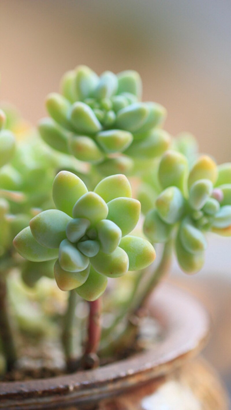 多肉植物手机壁纸，高清JPG，文艺清新风格，设计素材下载