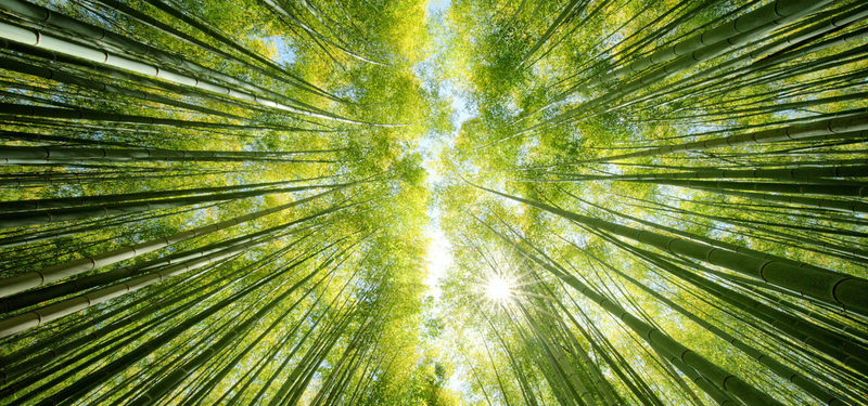 竹林淘宝，高清JPG背景图，文艺清新设计素材免费下载