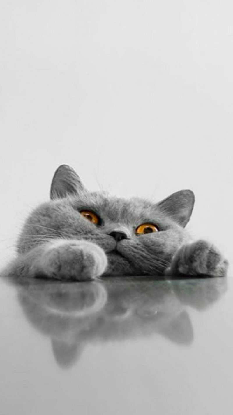 简约萌猫咪H5背景图片，高清JPG，文艺清新设计素材下载