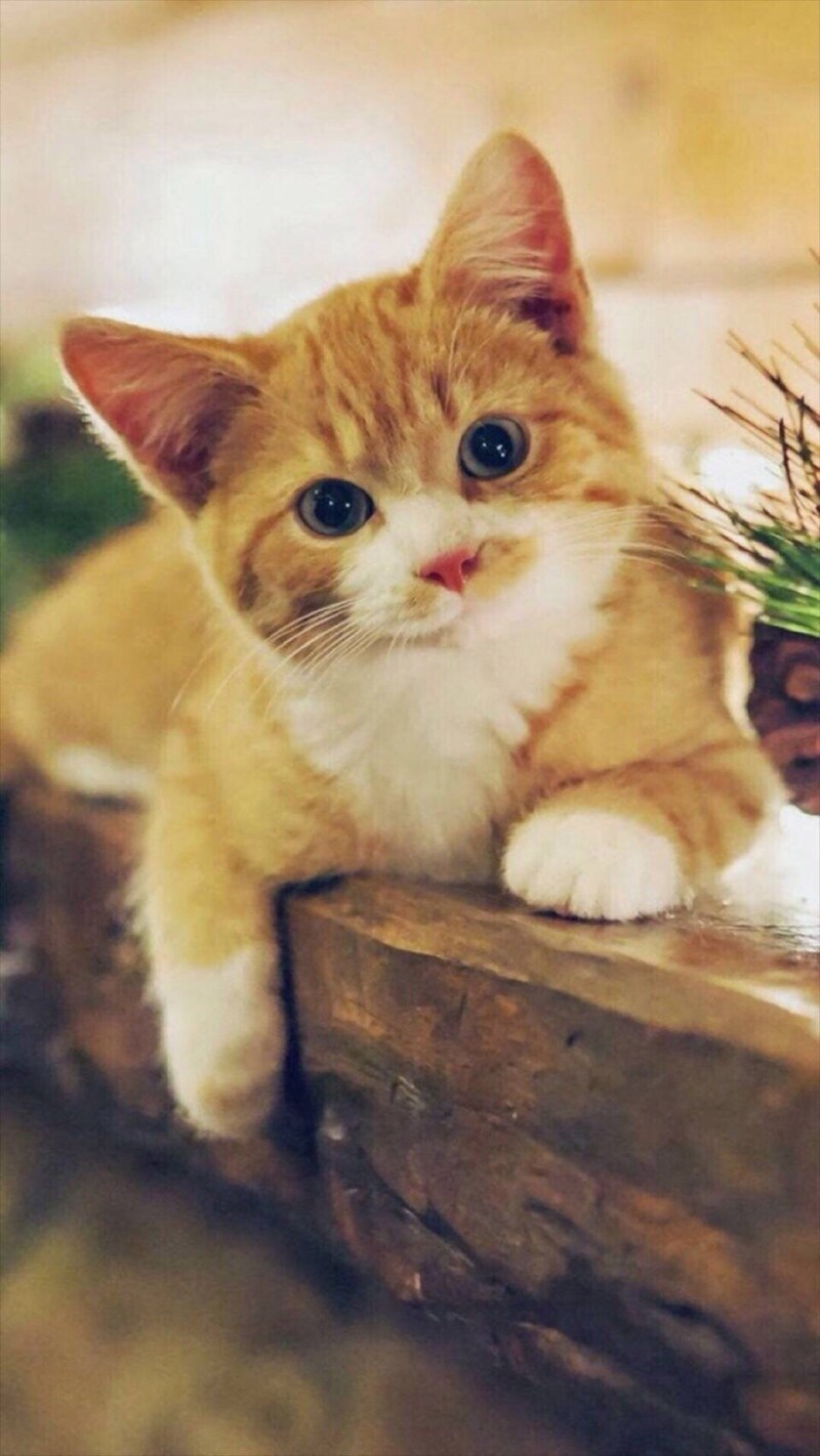 简约萌猫H5背景图，清新文艺JPG素材，免费下载