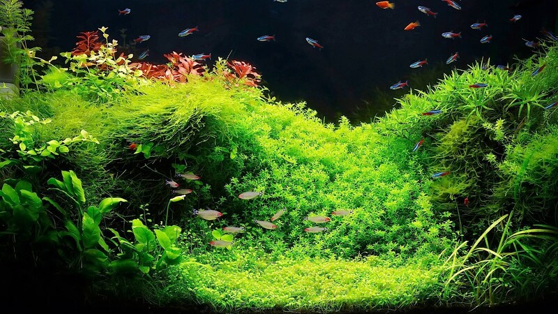 水草造景背景图片，高清JPG，文艺清新设计素材下载