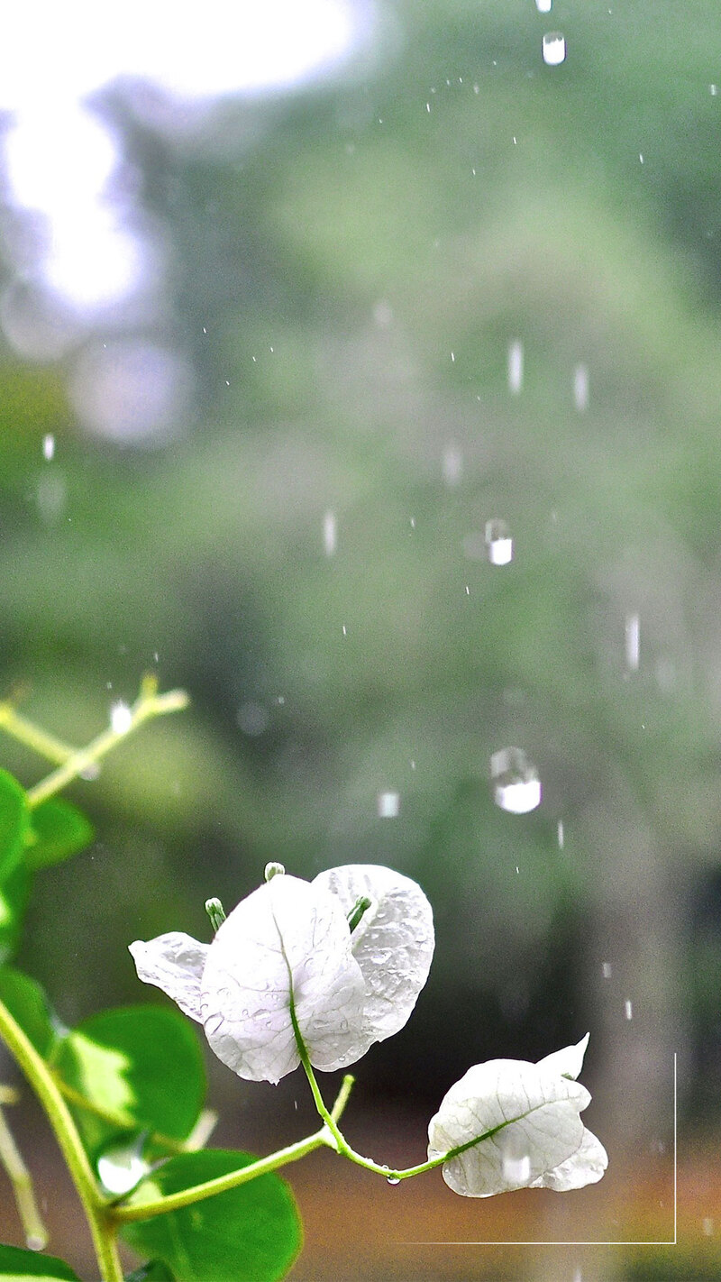 梅雨雨季唯美背景素材，清新H5/JPG/PSD设计资源下载