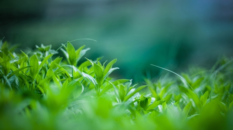 高清绿色茶叶广告JPG，文艺清新背景素材下载