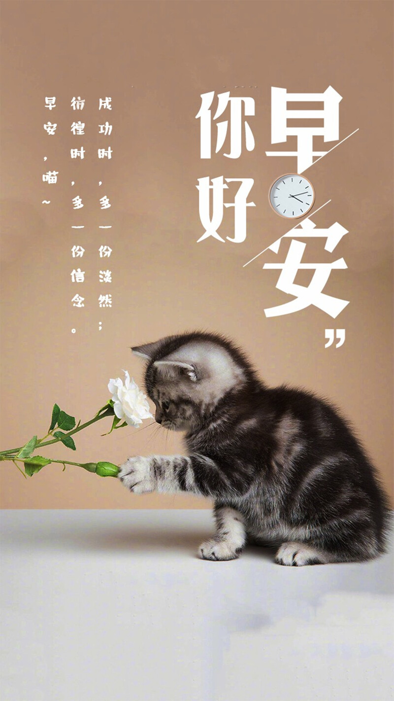 早安猫咪心语，精选高清JPG文艺清新图片素材，免费下载