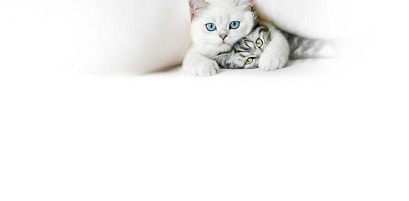 可爱猫咪高清JPG图片，文艺清新风设计素材下载