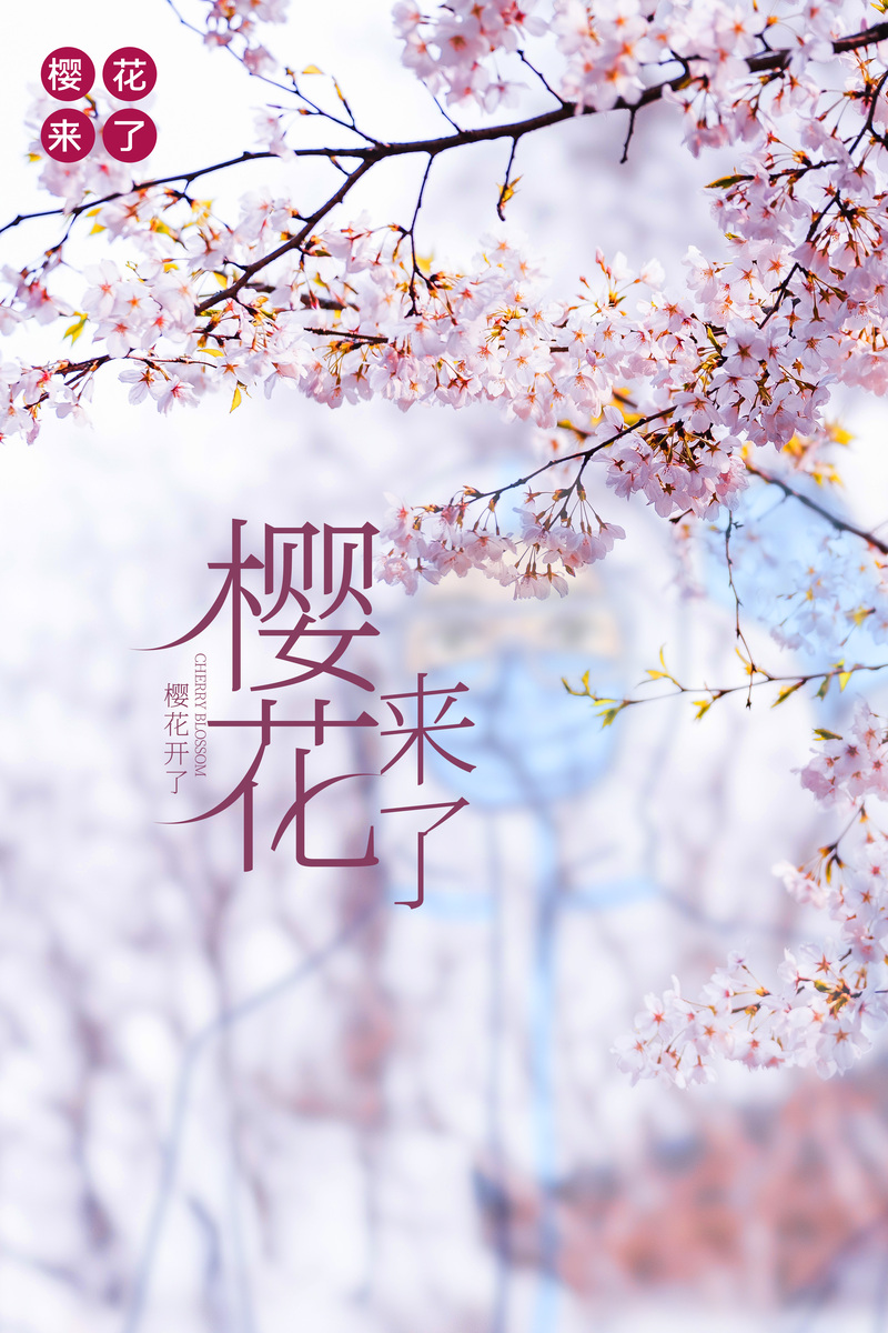 樱花绽放美景欣赏，高清JPG与手绘PSD设计素材下载