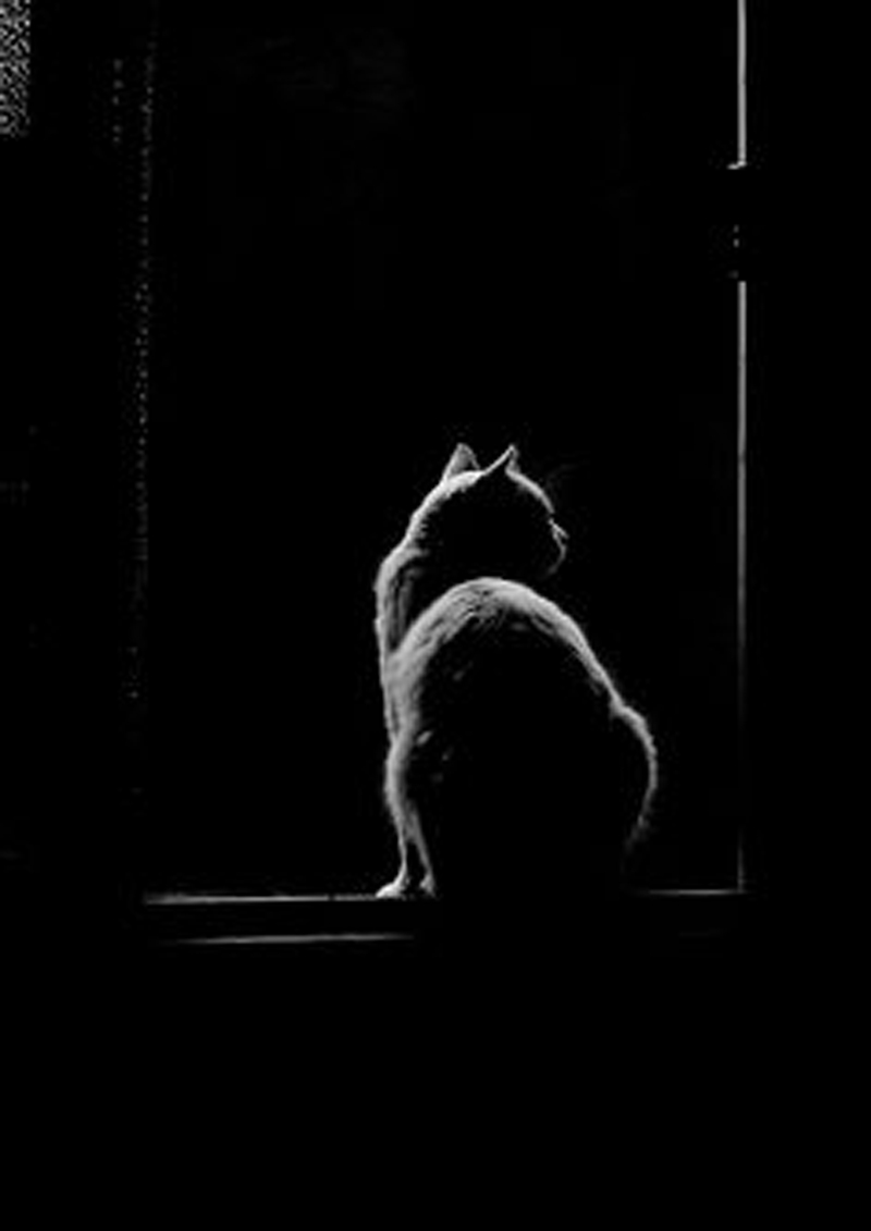 暗夜黑猫背景图，高清JPG质感纹理，PSD设计素材下载