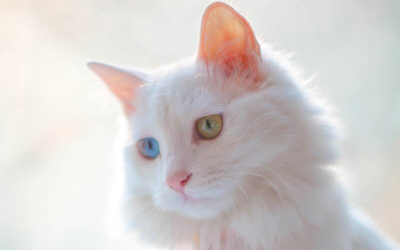 异瞳小猫萌照大赏，高清JPG摄影素材，风景设计图库免费下载