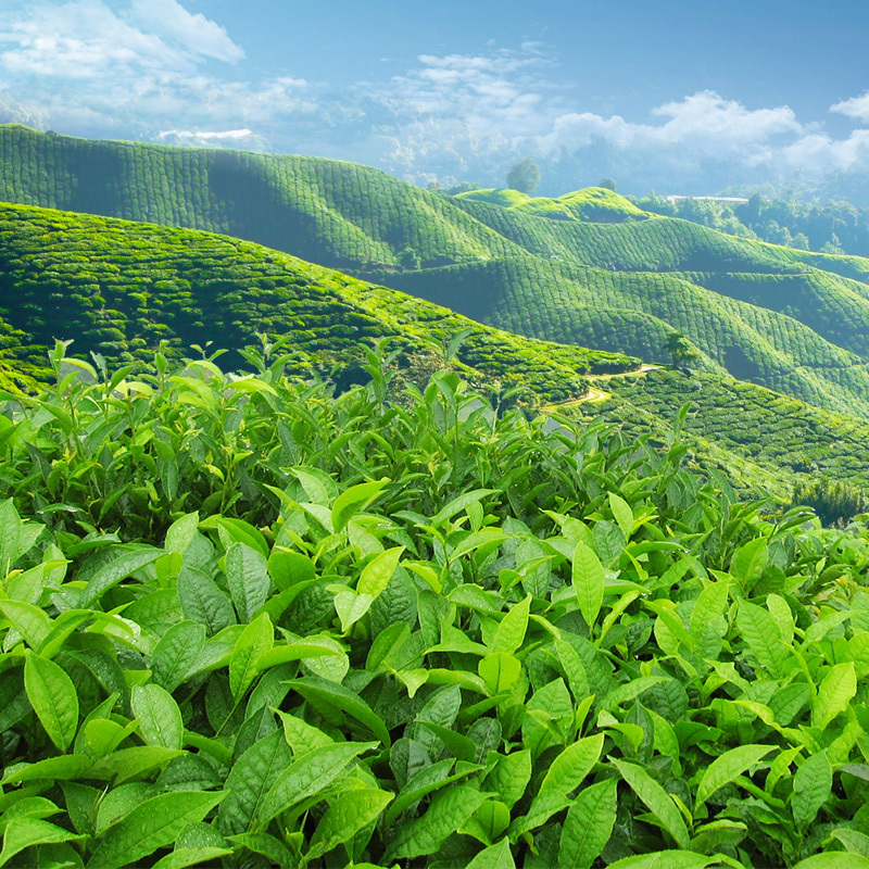 春茶节精选，茶园绿意盎然PSD分层背景素材，高清JPG摄影与PSD风景设计，一键下载