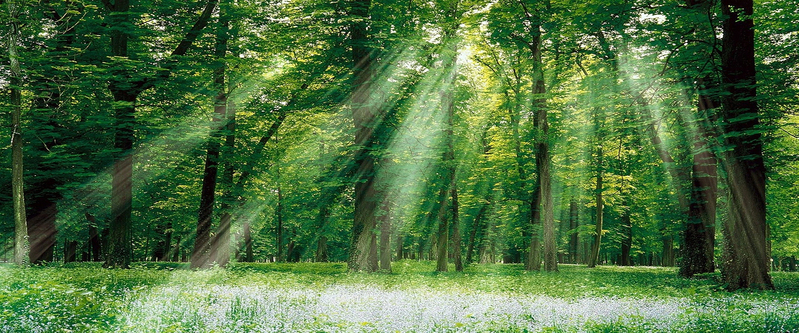 森林阳光背景高清JPG，风景摄影与设计素材下载