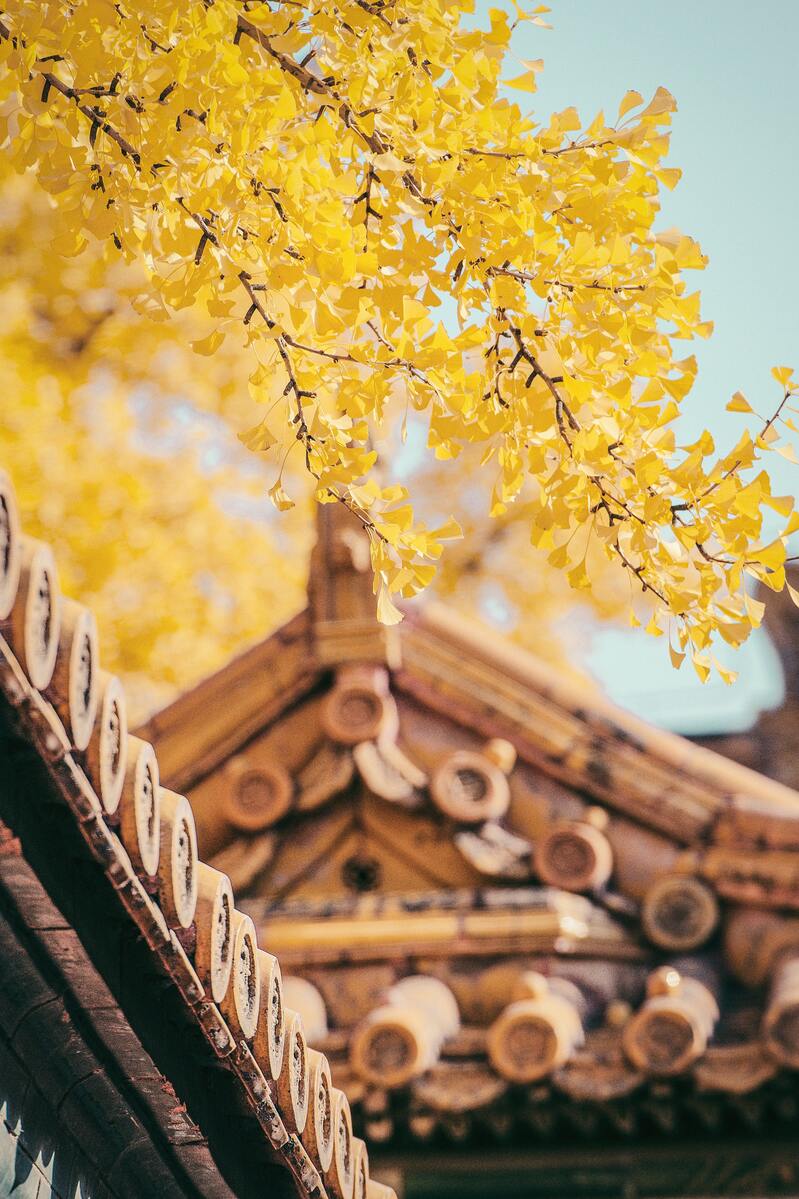 秋日黄叶美景高清JPG，摄影素材/风景设计，免费下载