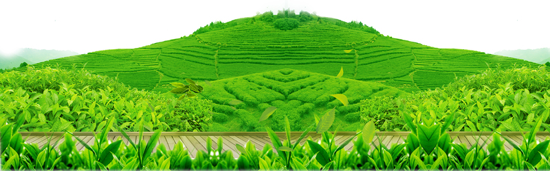 大气茶园风光，高清JPG茶山摄影/PSD格式风景设计素材下载