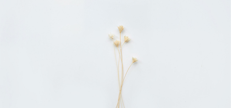 高清白色干花JPG图片，摄影美景素材，一键下载设计必备