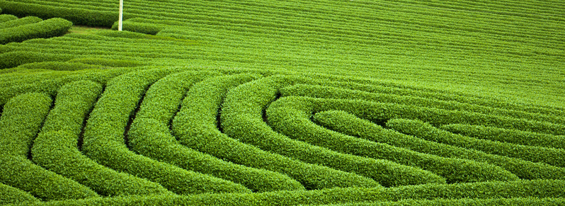 茶园美景高清JPG摄影素材，背景图与风景图片设计下载