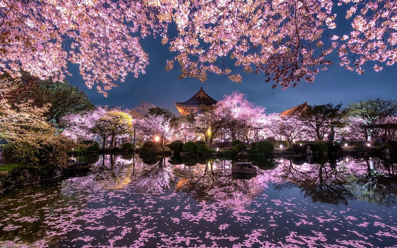 樱花盛景、寺庙古韵，花园高清JPG摄影作品/绝美风景设计素材下载