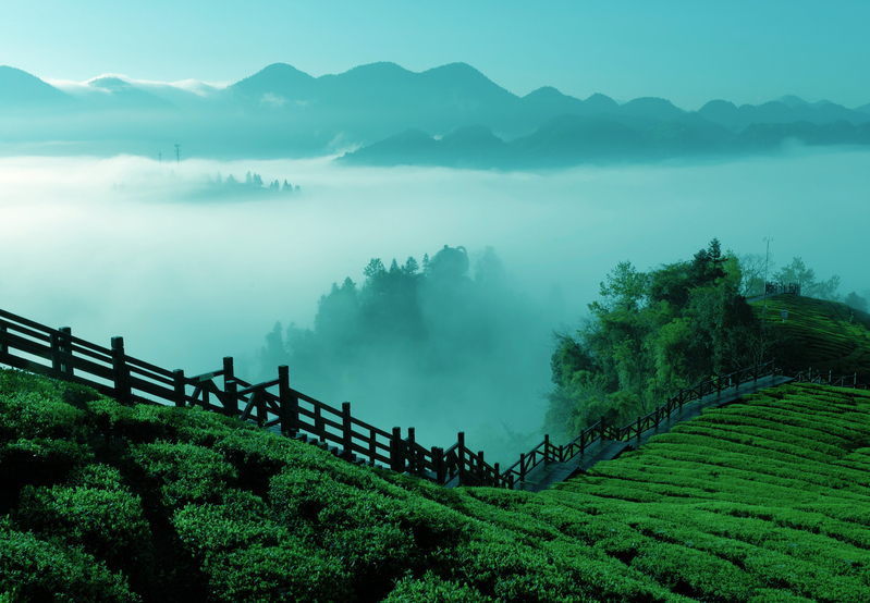 茶园美景背景图，高清JPG摄影素材，风景图片设计随心下载