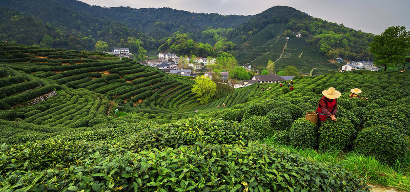 茶园美景高清JPG摄影，风景图片设计素材免费下载