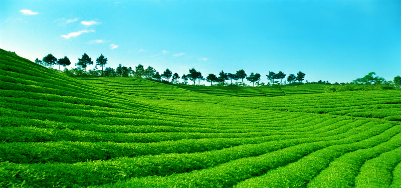 绿色茶山美景摄影，高清JPG素材，风景图片设计下载