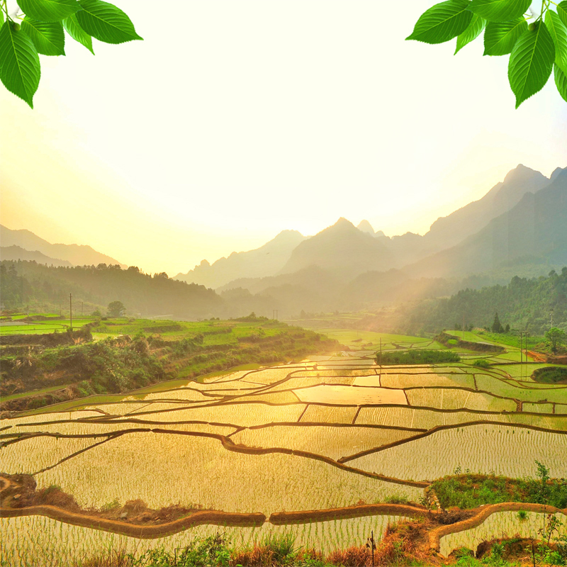 夕阳稻田美景PSD分层主图，粮油米面高清JPG背景素材，风景设计元素免费下载
