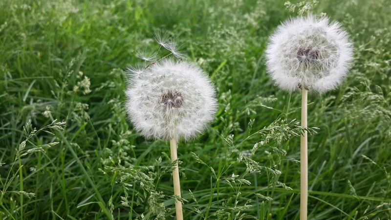 蒲公英飘舞美景，高清JPG摄影素材，风景设计图片免费下载