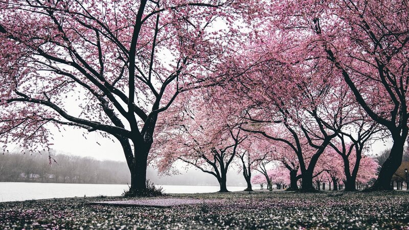 高清JPG风景摄影，樱花树林与河边美景，设计素材一键下载