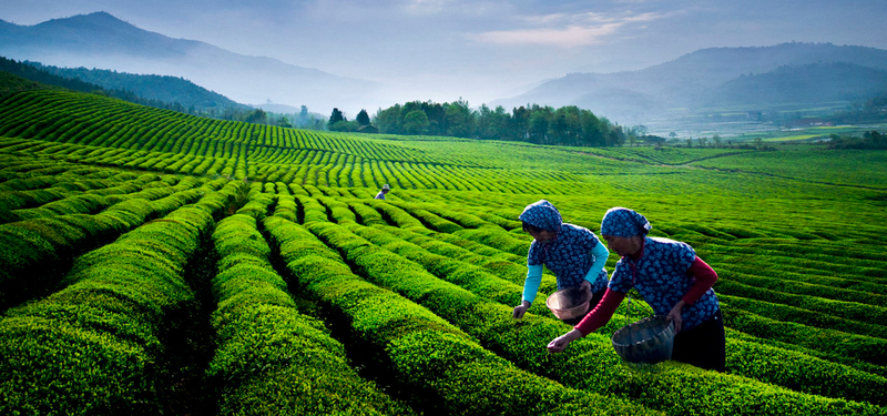 茶园美景高清JPG摄影素材，风景图片设计资源下载