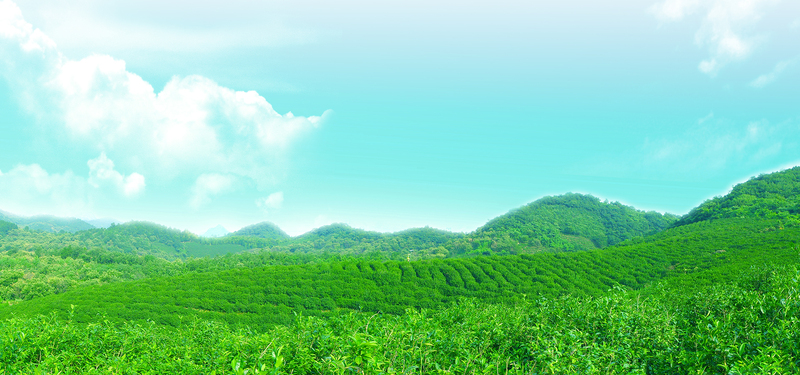 茶山茶园美景赏析，绿色生态高清JPG图片与PSD设计素材下载