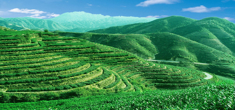 茶园风光摄影，绿色餐饮海报背景，高清JPG图片设计素材下载