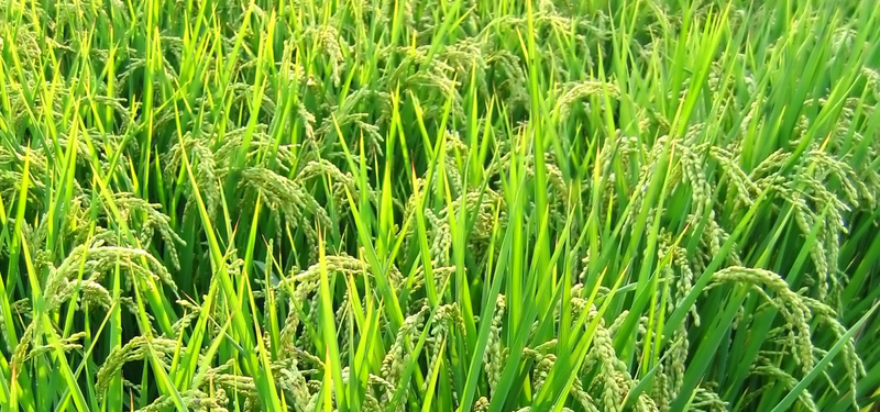 绿色水稻唯美风光，高清JPG图片素材，一键下载享设计之美