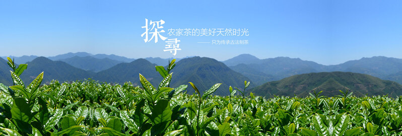 高清茶叶促销海报背景图片，全屏风景设计素材JPG下载