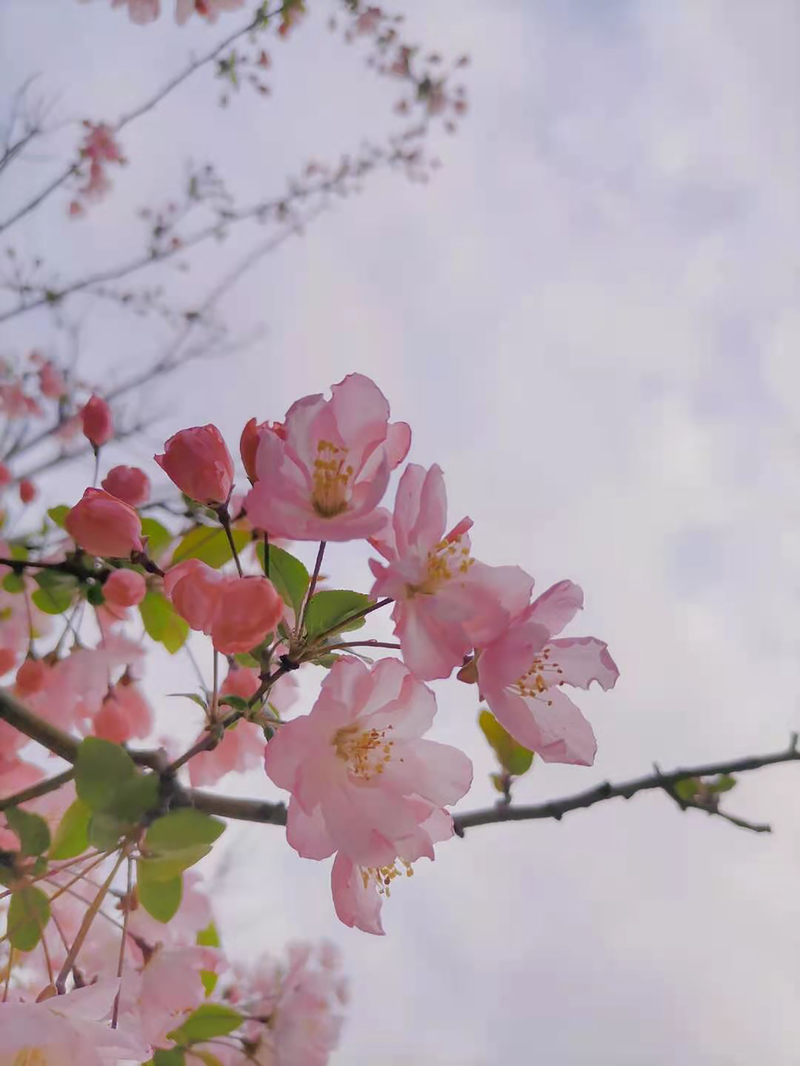 春天花卉高清背景图，唯美JPG摄影素材，免费下载