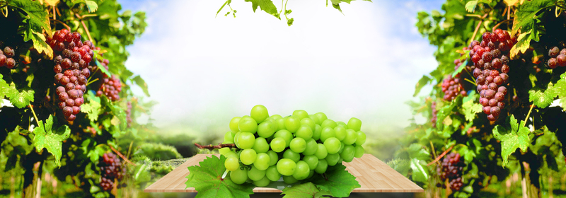 盛夏葡萄狂欢季，高清JPG美景背景图与PSD风景设计素材下载