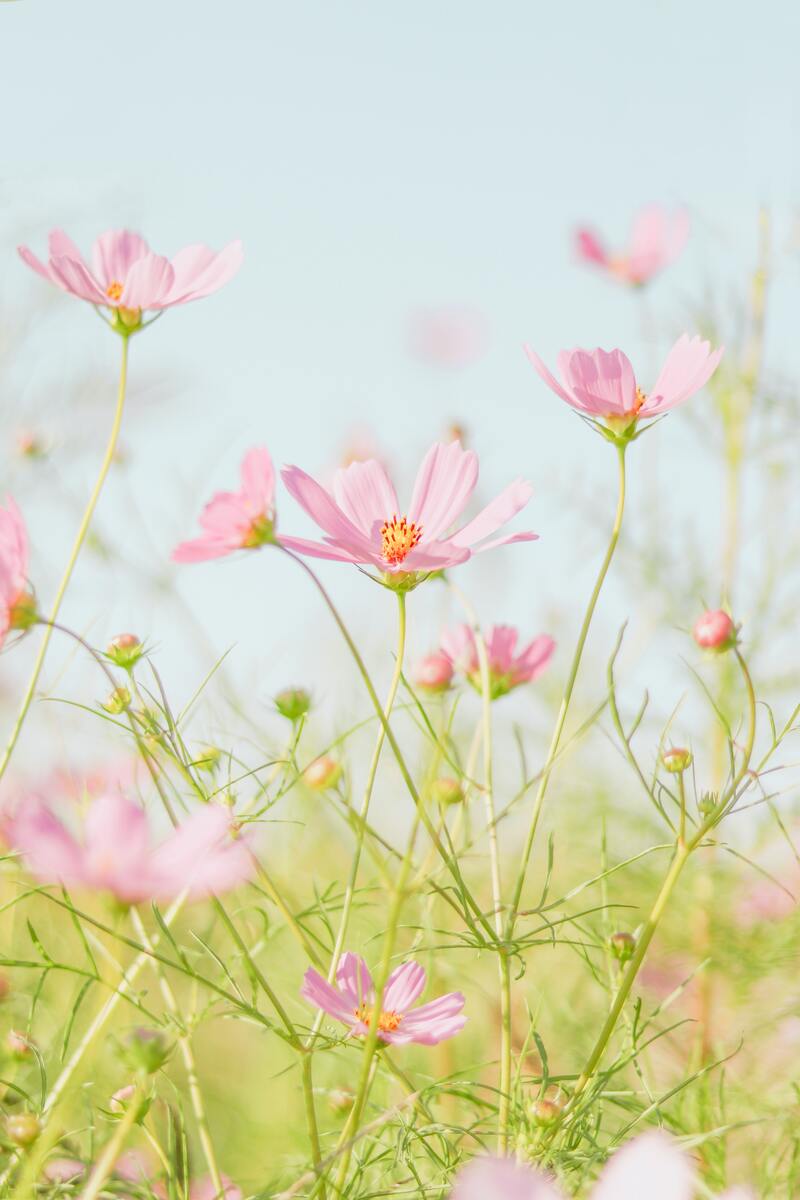 唯美小花朵高清JPG大图，摄影精选，风景设计素材下载