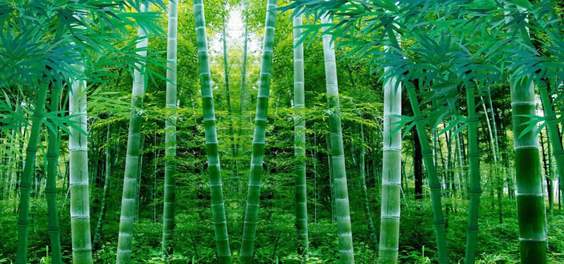 竹子美景高清JPG摄影，精选风景图片设计素材下载