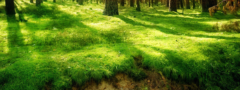 森林草地绝美JPG摄影素材，高清风景图片设计资源免费下载