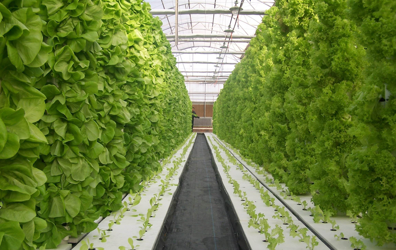 蔬菜培育种植高清JPG图集，摄影美景与设计素材下载