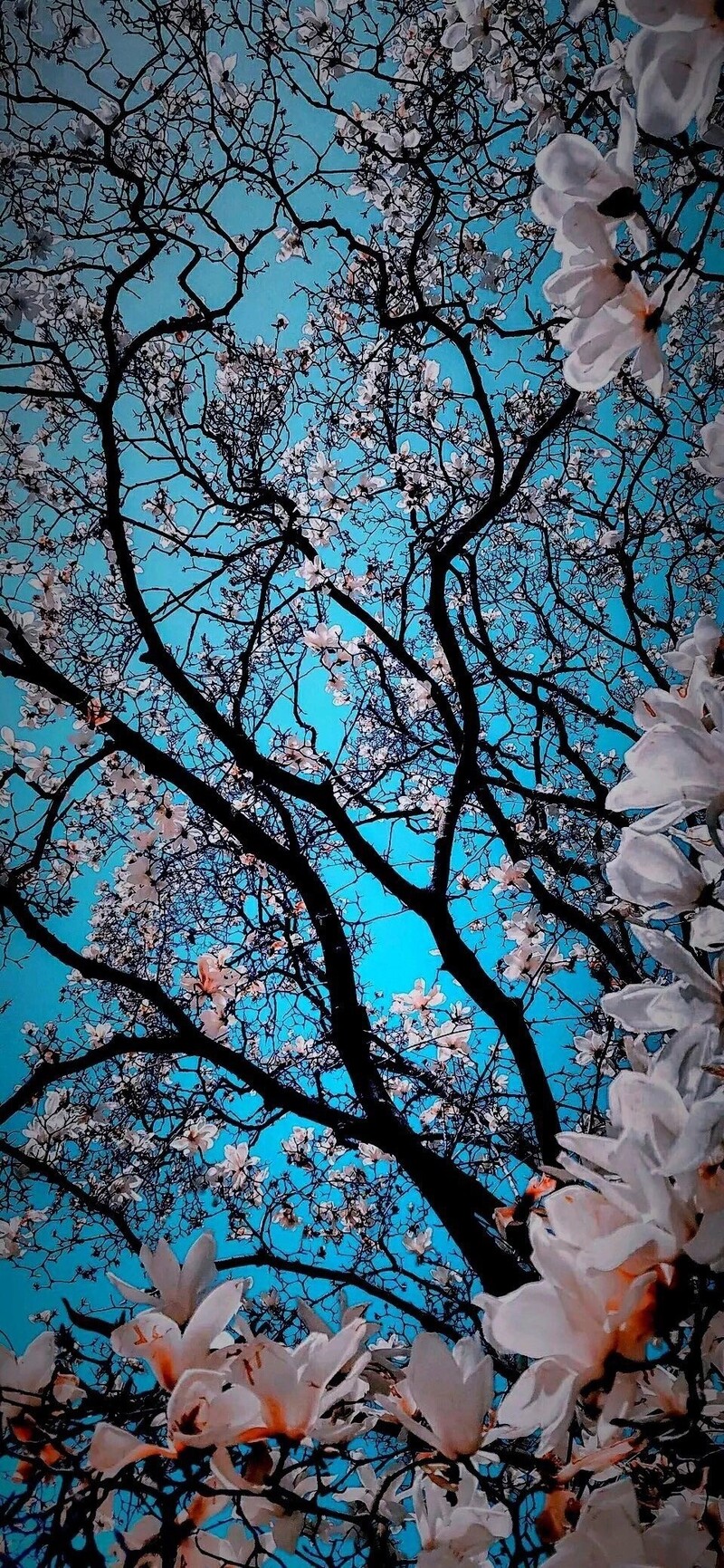 蓝天映春花，绝美高清JPG摄影，风景设计素材下载