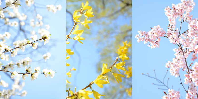 花影缤纷，樱花、黄花、白花、粉色花高清JPG摄影素材下载